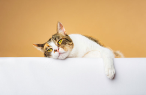 Xbox Wireless Controller